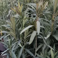 گل خرزره موجود است
