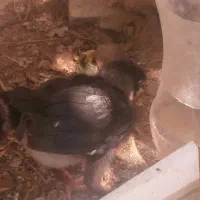 جوجه|پرنده|مشهد, ایوان|دیوار