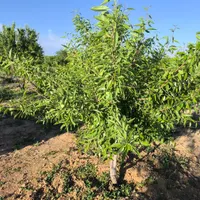 باغ داری درختان میوه