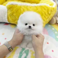 پامرانین/خرسی/سگ/پامر نر و ماده|سگ|تهران, تهرانسر شرقی|دیوار