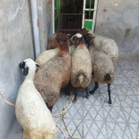 انواع گوسفند چاق چاق روغنیکشتاری|حیوانات مزرعه|بروجرد, |دیوار