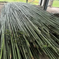 فروش چوب بامبو ارتفاع۲ تا ۵ مترعمده|گل و گیاه طبیعی|اسلام‌شهر, ده عباس|دیوار