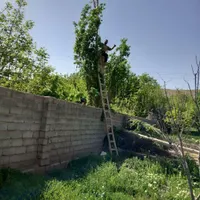 خرید چوب وهرس باغ|خدمات باغبانی و درختکاری|مشهد, فردوسی|دیوار