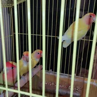 طوطی برزیلی زیبا|پرنده|لنگرود, |دیوار
