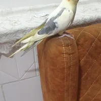 عروس گمشده