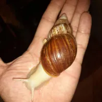 حلزون آلبینو جد