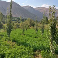فروش باغ تنگه واشی با چشمه