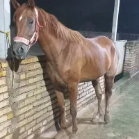 اسب مادیان عرب