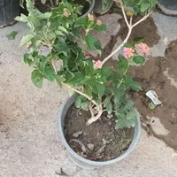گل های باغچه ای و آپارتمانی شاهپسند،گل محمدی|گل و گیاه طبیعی|تهران, لویزان|دیوار