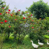 *سوییت *در باغ ویلای زیبای* ۳۲۰۰ *متری|اجارهٔ کوتاه‌مدت آپارتمان و سوئیت|رشت, گلباغ نماز|دیوار