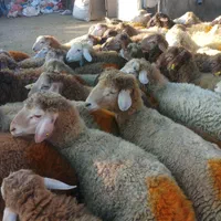 شاهین ویلا گوسفند باغستان گوهردشت گلشهرکل کرج زنده