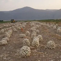 فروش ۱۴ هکتار زمین کشاورزی|فروش دفتر صنعتی، کشاورزی، تجاری|شیراز, باغ تخت|دیوار