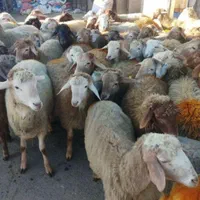 پخش وفروش گوسفند زنده انواع نژاد سالم چاق شکم خالی|حیوانات مزرعه|تهران, فلسطین (میدان انقلاب)|دیوار