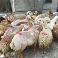 فروش گوسفندنازی آبادفلاح کیانشهرخانی آباد|حیوانات مزرعه|تهران, نازی‌آباد|دیوار