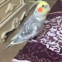 عروس هلندی گمشده