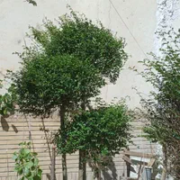 گیاه مورت ، مورد