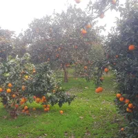 ( باغ پرتغال ۳۲۰متری )شمال آب و شخصی|فروش زمین و ملک کلنگی|قائم‌شهر, |دیوار
