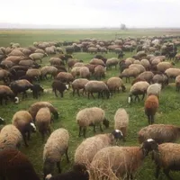 پخش دام وبره زنده شبانه‌روز ارسال به محل باقصاب &|حیوانات مزرعه|تهران, سعادت‌آباد|دیوار