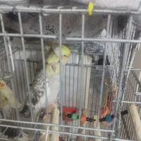 عروس هلندی