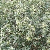 سوییت جنگلی همراه کلبه چوبی دل جنگل جواهرده|اجارهٔ کوتاه‌مدت ویلا و باغ|رامسر, |دیوار