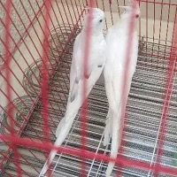 عروس آلبینو