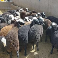 دام زنده گوسفند بره نر جوان جهت قربانی به کل تهران|حیوانات مزرعه|تهران, تهرانپارس غربی|دیوار