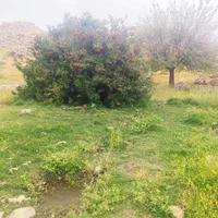 دو قطعه زمین باغ شهری آبپرده ۲۰۰۰ متری با آب