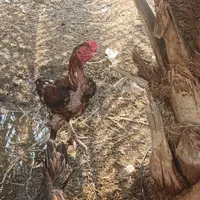 مرغ خروس جوجه معاوضه باکفتر
