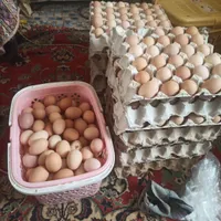 تخم مرغ ارگانیک|خوردنی و آشامیدنی|شاهین‌شهر, شهرک منازل چوبی|دیوار