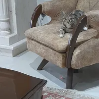 واگذاری   گربه ۸ماهه اسم ملوس