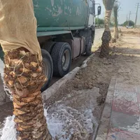 متنوع نخل بزرگ کوچک نخل خرما بچ|خدمات باغبانی و درختکاری|یزد, |دیوار