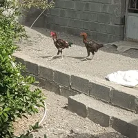 مرغ و خروس و جوجه