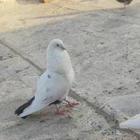 کفتر باخت