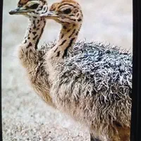 شرکت جوجه گوشتی|حیوانات مزرعه|رفسنجان, |دیوار