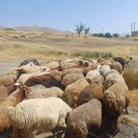۱۳۶ راس گوسفند داشتی شیشک و آبستن با ۷ بره|حیوانات مزرعه|مریوان, |دیوار
