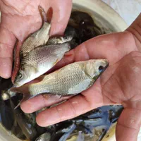 ماهی کپور مجار فیتوفاگ آمور|ماهی|صفادشت, |دیوار