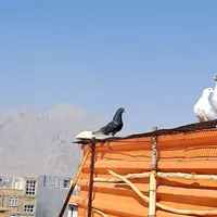 کبوتر|پرنده|کرمانشاه, |دیوار