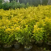 خدمات باغبانی گلکاری هرسکاری سمپاشی صفر تا صدهمجا|خدمات باغبانی و درختکاری|پردیس, |دیوار