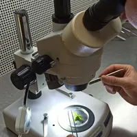 کشت tissue culture، کشتبافت|گل و گیاه طبیعی|تهران, سرو آزاد|دیوار