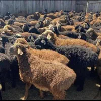 دام زنده گوشتی چاق شبانه روزی