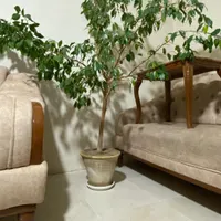 گل بنجامین سالم وسرحال