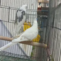 نر دو کت ماده آلبینو|پرنده|رشت, رودبارتان|دیوار