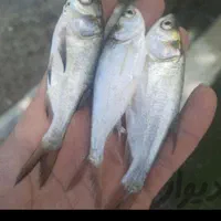 بچه ماهی کپور فیتوفاک وامور|ماهی|اراک, |دیوار