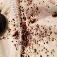 خدمات سمپاشی موریانه زدایی ساس سوسک عقرب