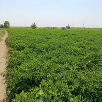 فروش کیلویی یا اجاره گوجه فرنگی