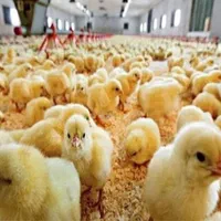 جوجه اردک پکنی گوشتی|حیوانات مزرعه|سیرجان, |دیوار
