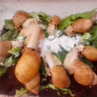 حلزون آچاتینا آلبینو معاوضه با گل و گلدان