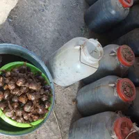 سیر ترشی|خوردنی و آشامیدنی|مشهد, سلام|دیوار