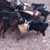 ۲۹۰۰۰۰۰