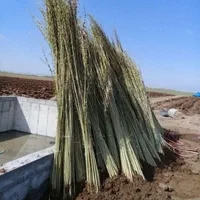 باغبانی هرس طراحی فضای سبزوکاشت انواع نهال وگل